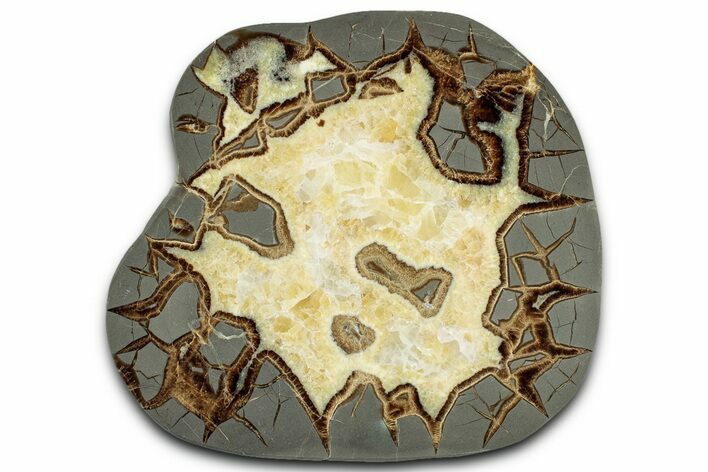 Polished Septarian Slab - Utah #318122